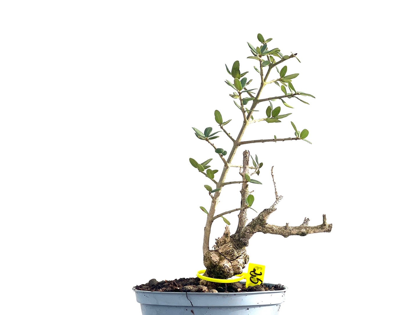 Olea Europaea Sylvestris 2663