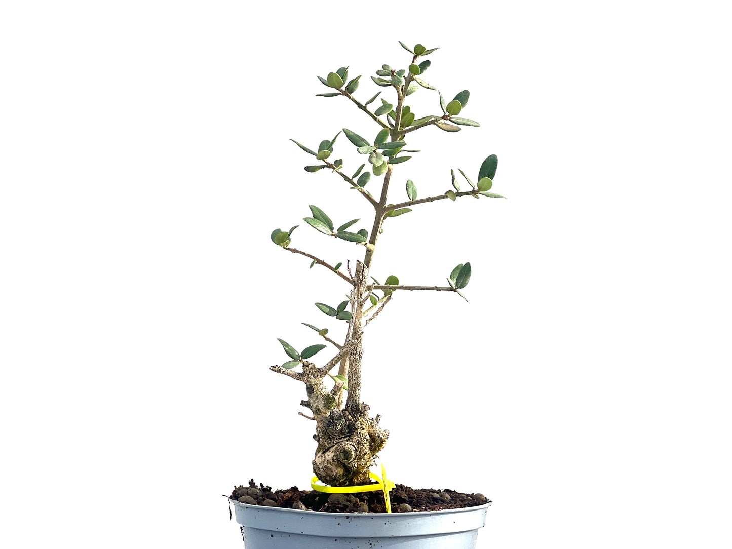 Olea Europaea Sylvestris 2663