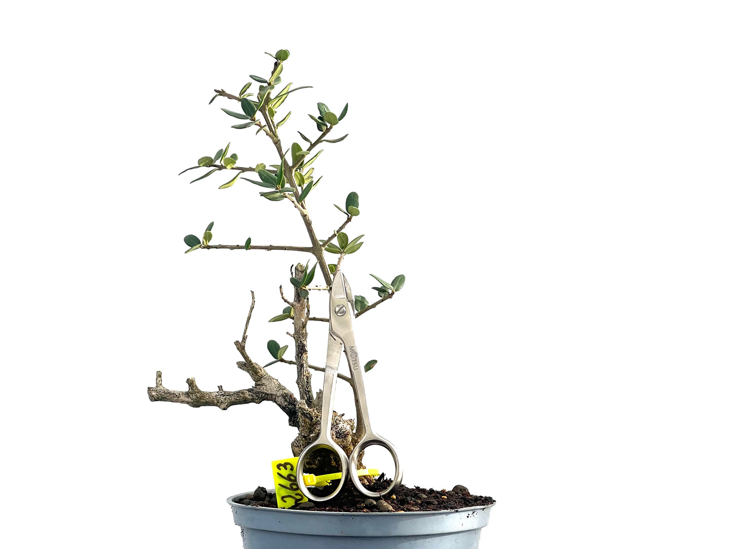 Olea Europaea Sylvestris 2663