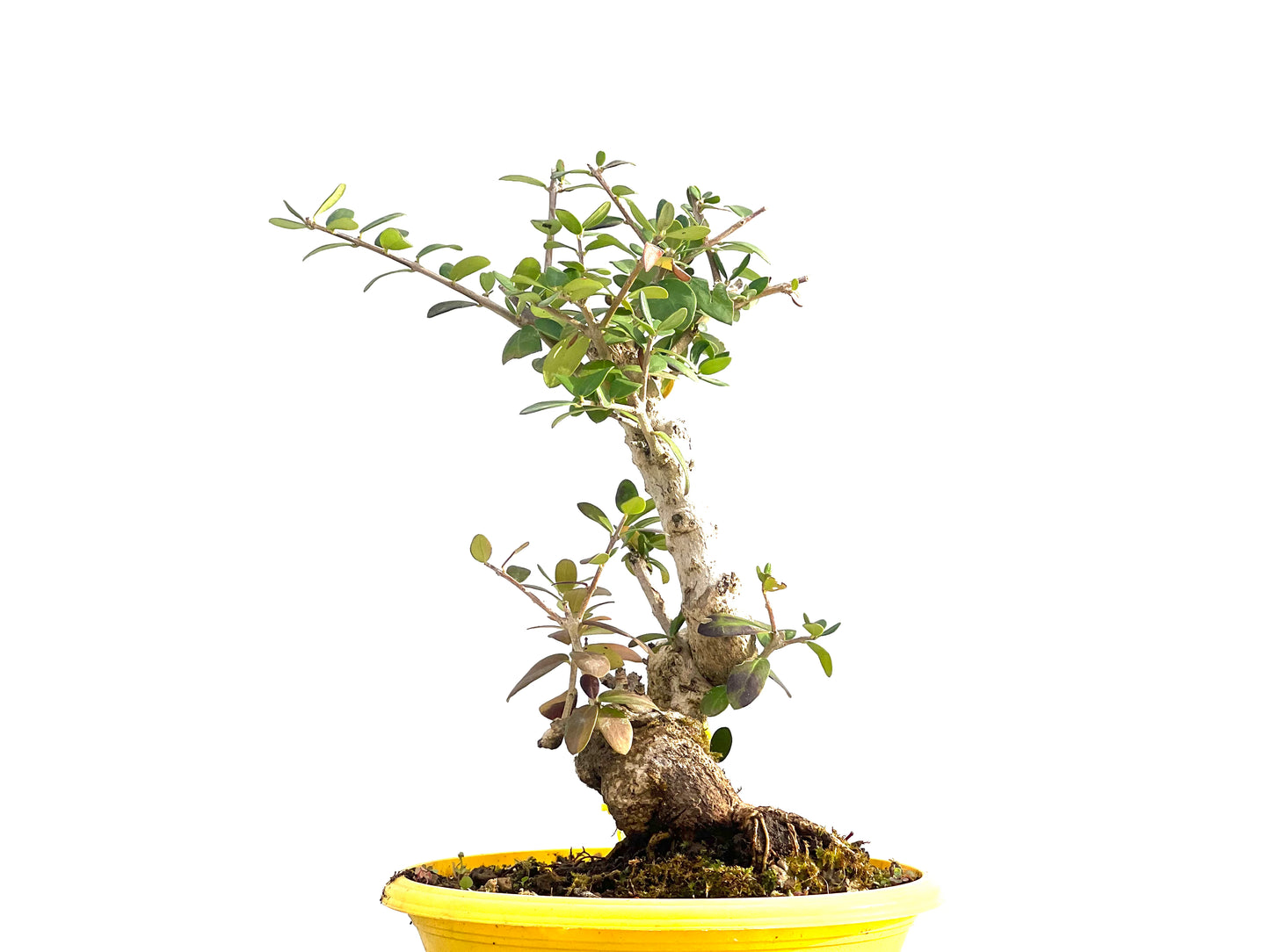 Olea Europaea Sylvestris 2659