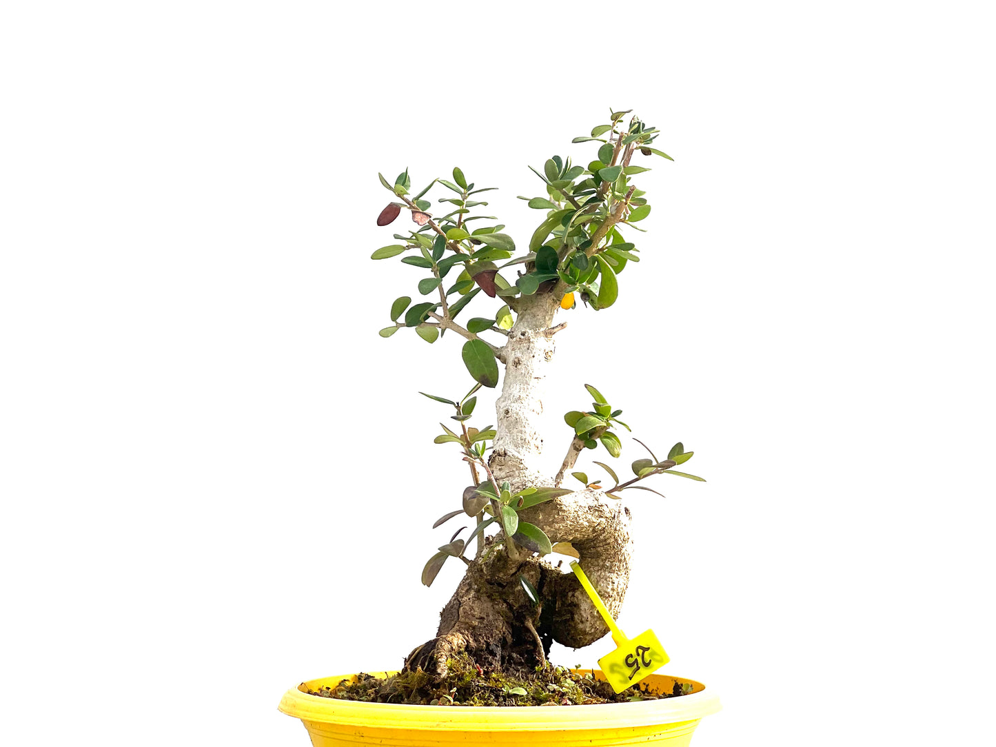 Olea Europaea Sylvestris 2659