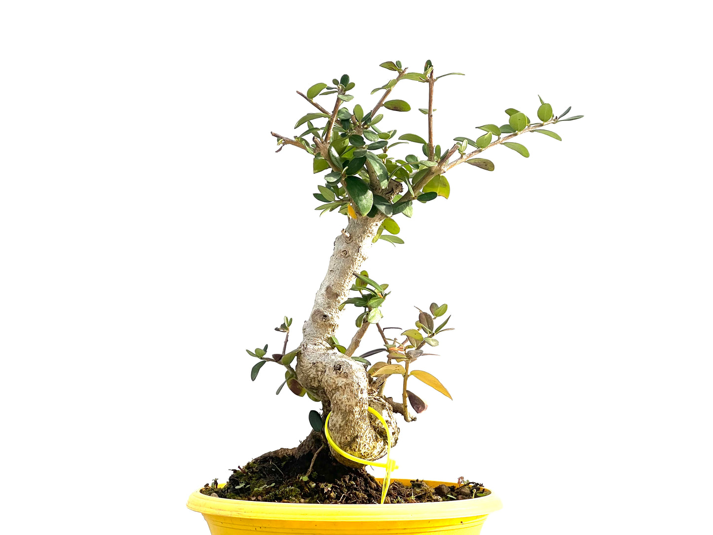 Olea Europaea Sylvestris 2659
