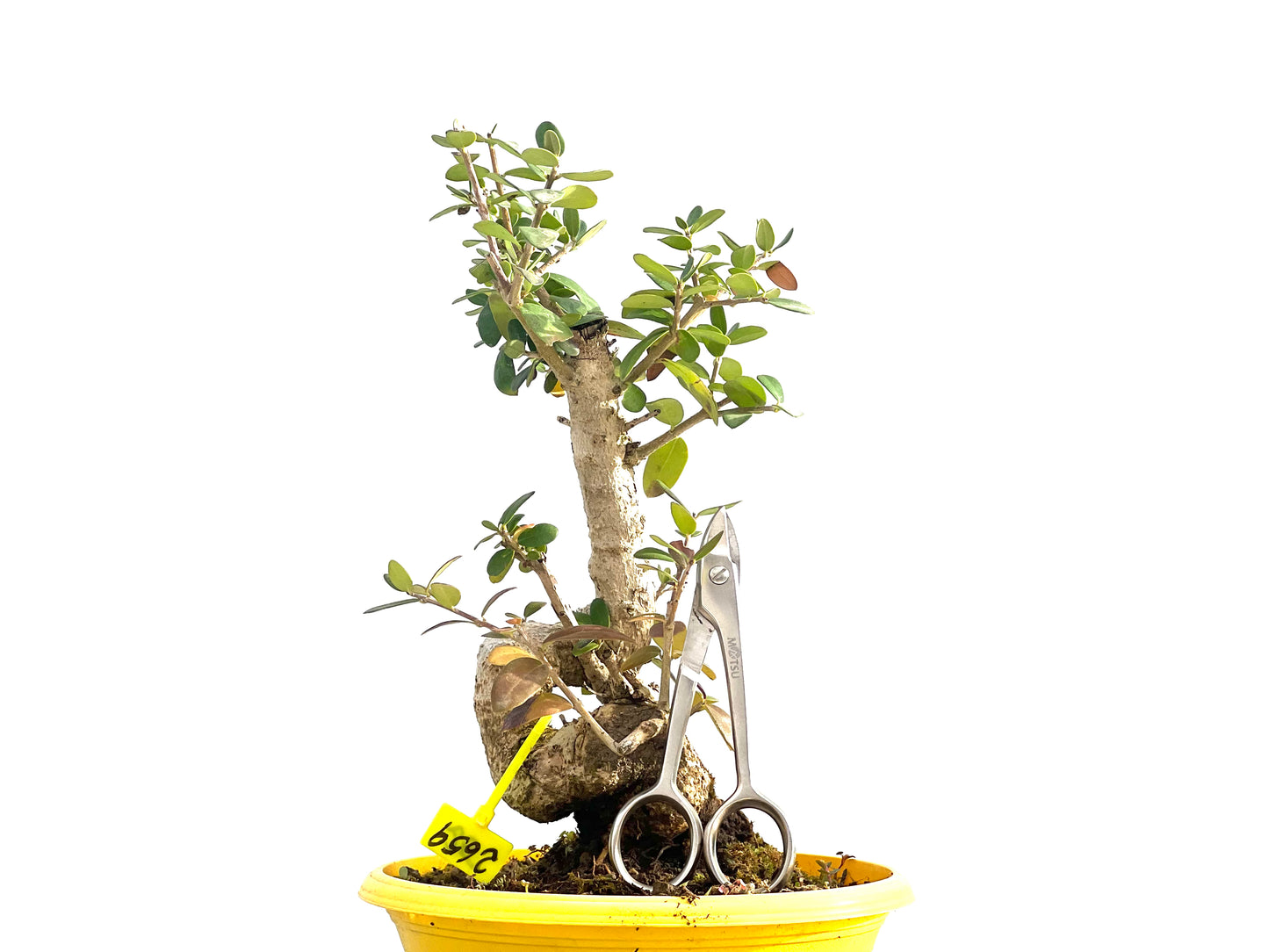 Olea Europaea Sylvestris 2659