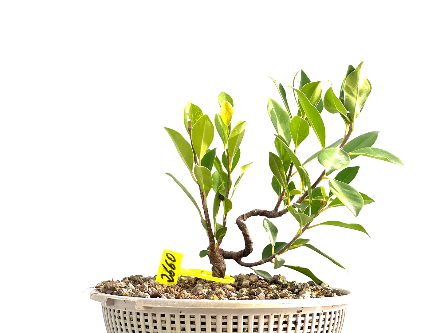 Ficus Tiger Bark 2660