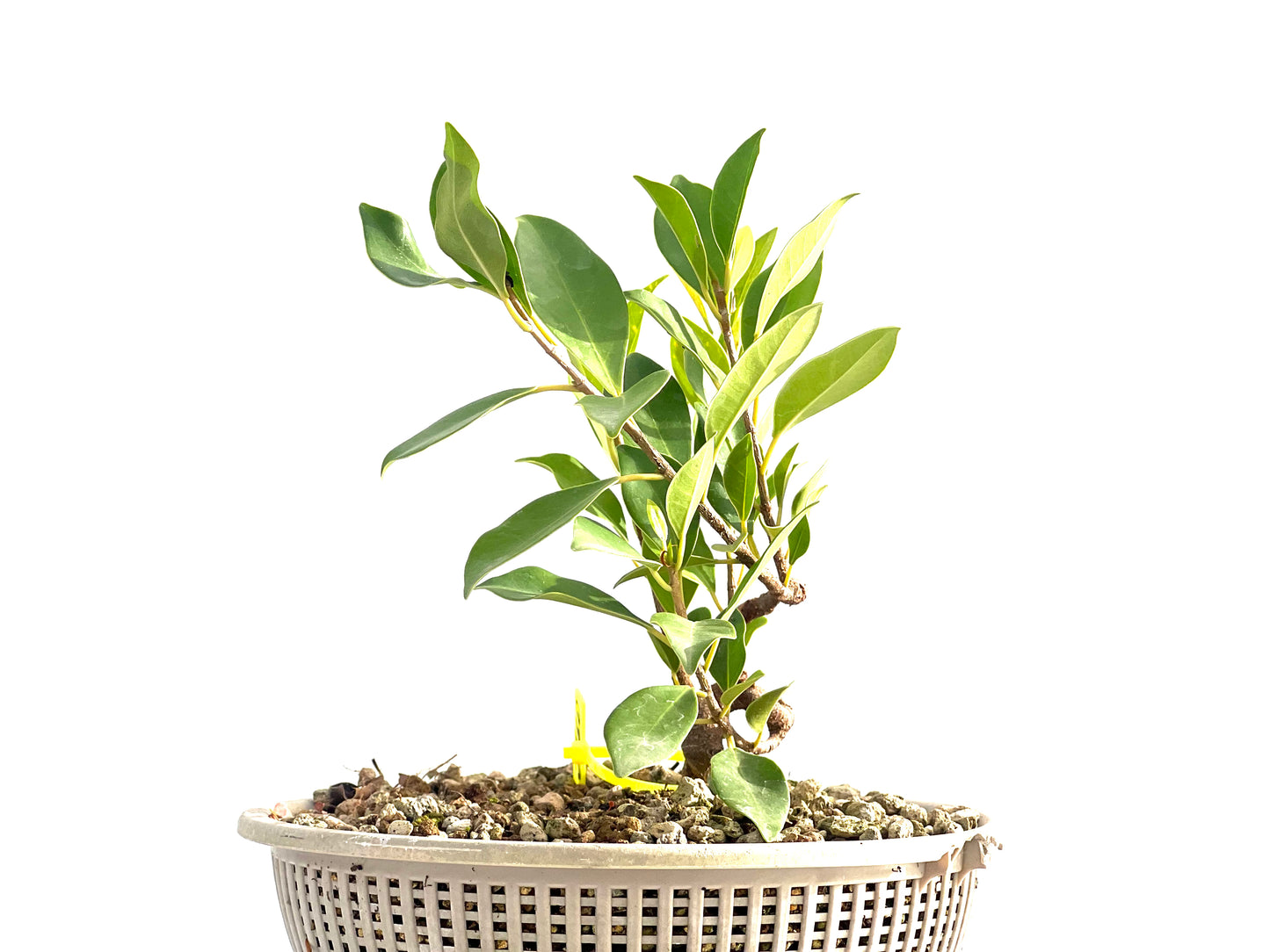 Ficus Tiger Bark 2660