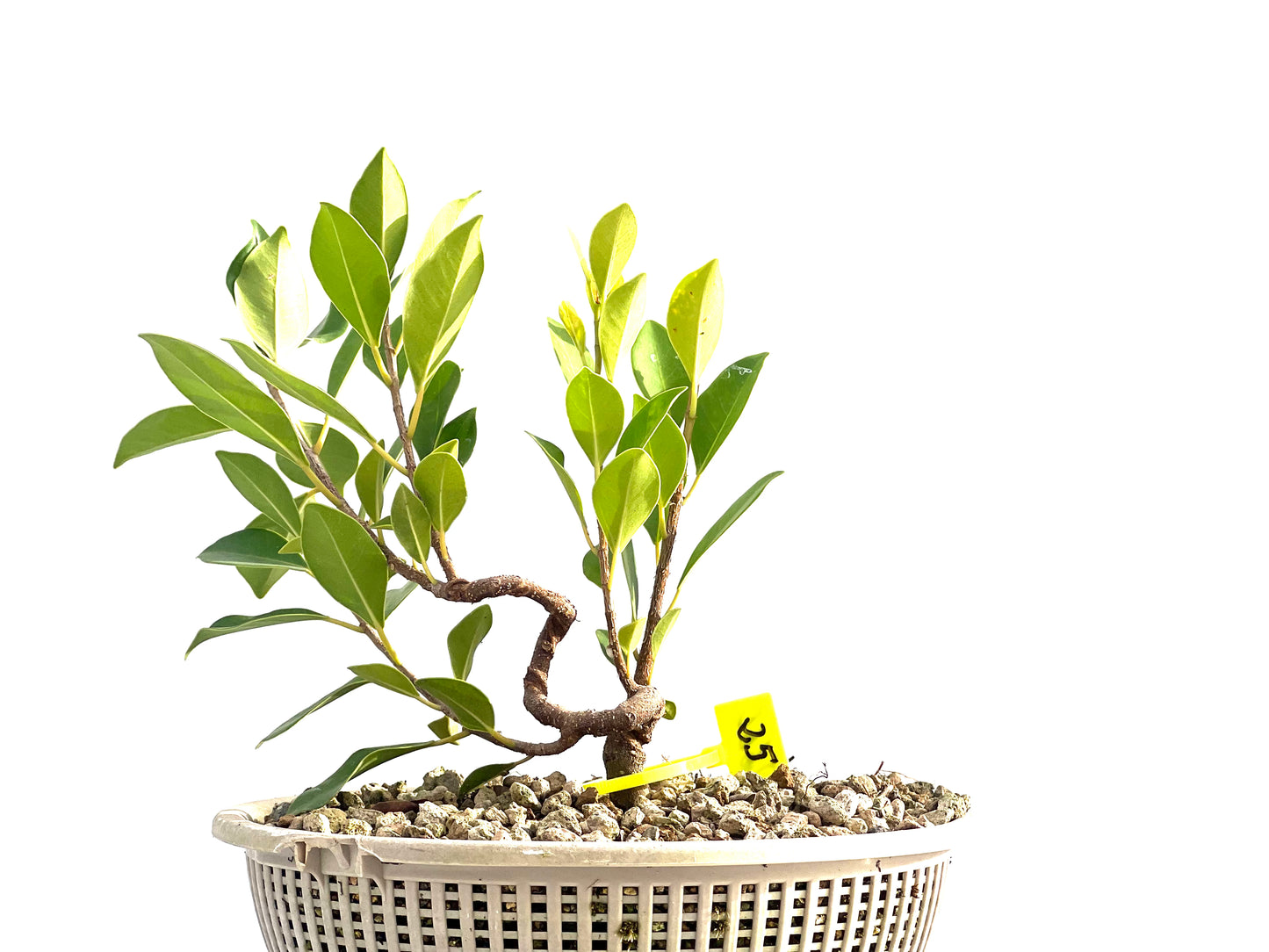 Ficus Tiger Bark 2660