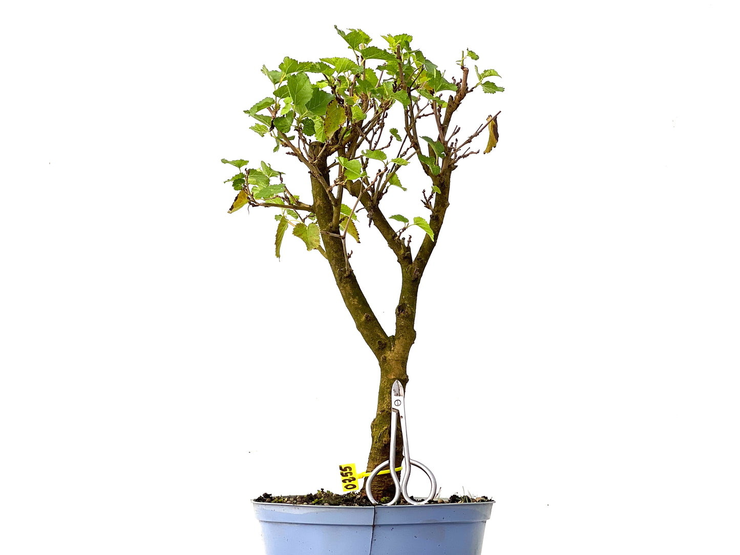 Morus Alba 0255