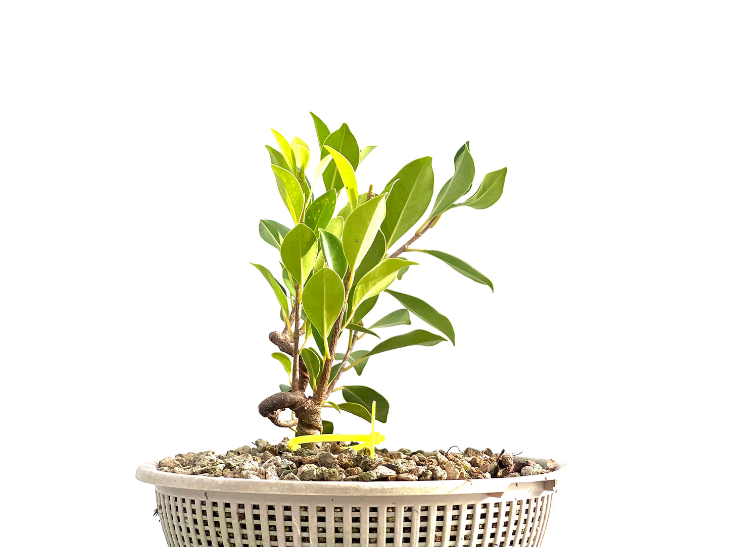 Ficus Tiger Bark 2660