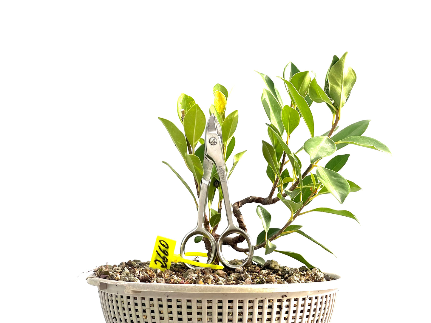 Ficus Tiger Bark 2660