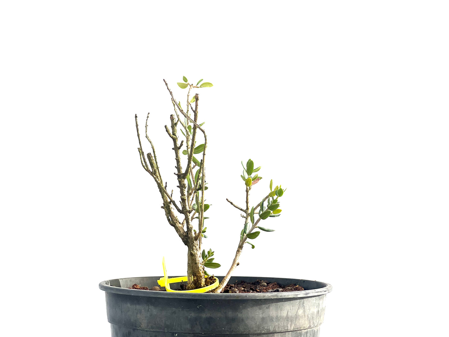 Olea Europaea Sylvestris 2662