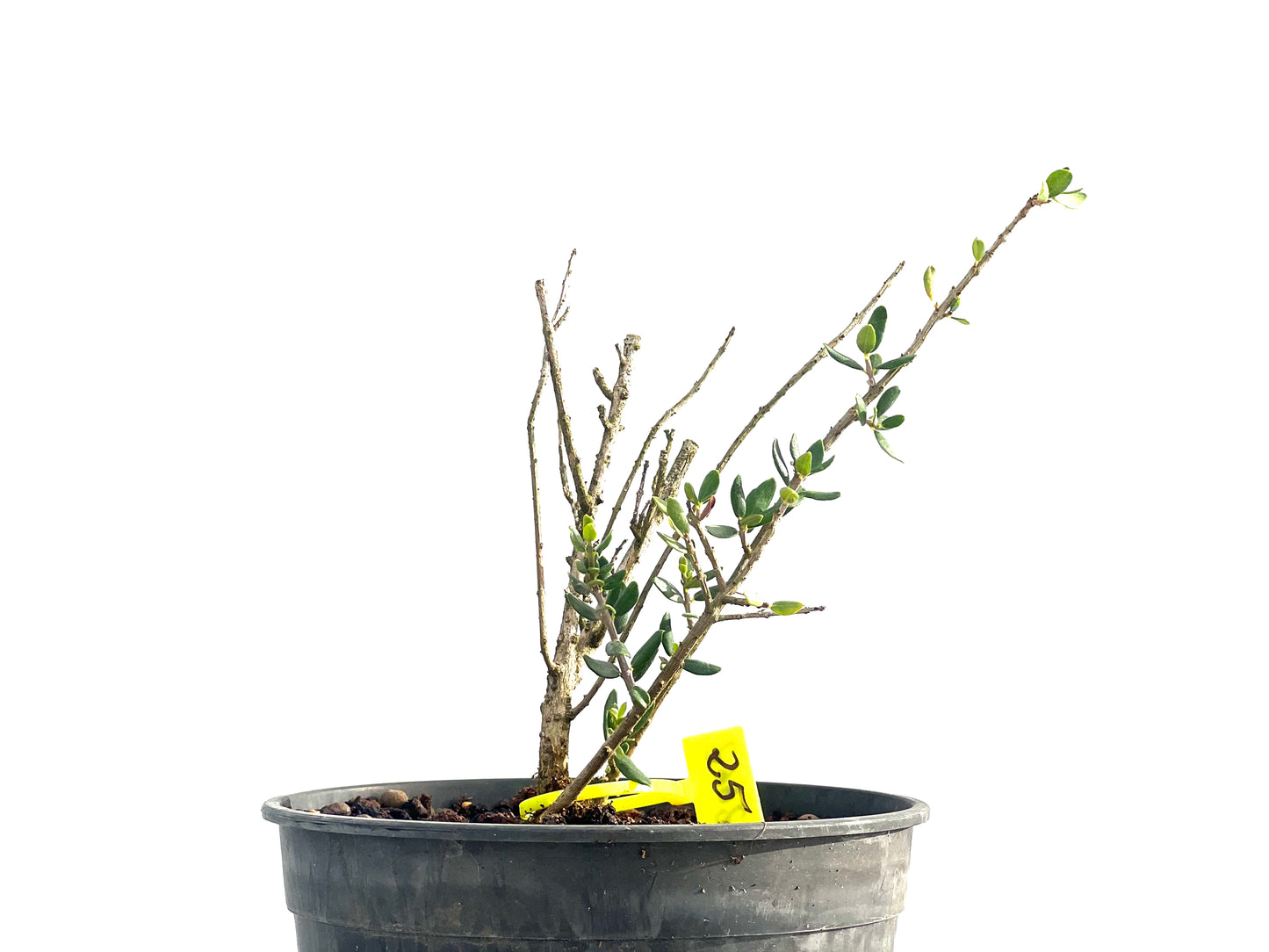 Olea Europaea Sylvestris 2662