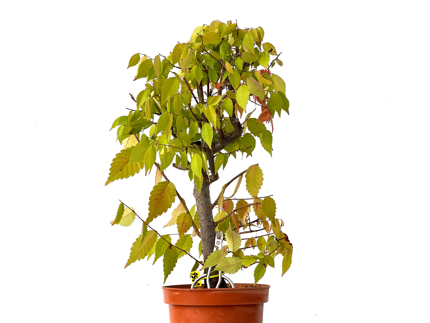 Zelkova Serrata 0256