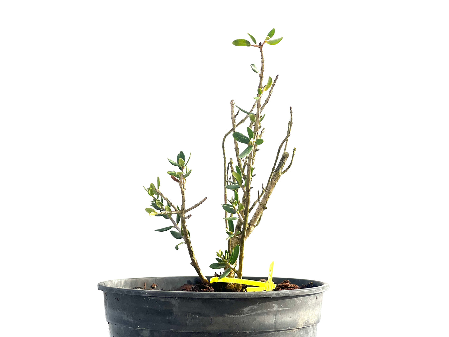 Olea Europaea Sylvestris 2662