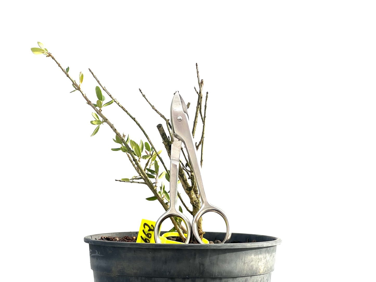 Olea Europaea Sylvestris 2662