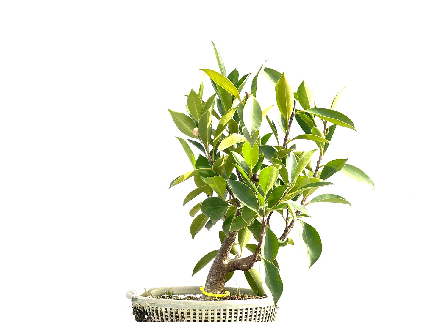Ficus Retusa 2655
