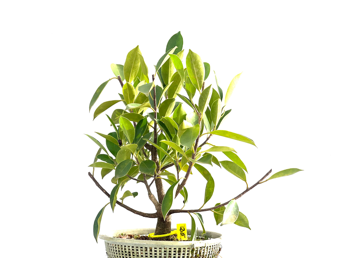 Ficus Retusa 2655