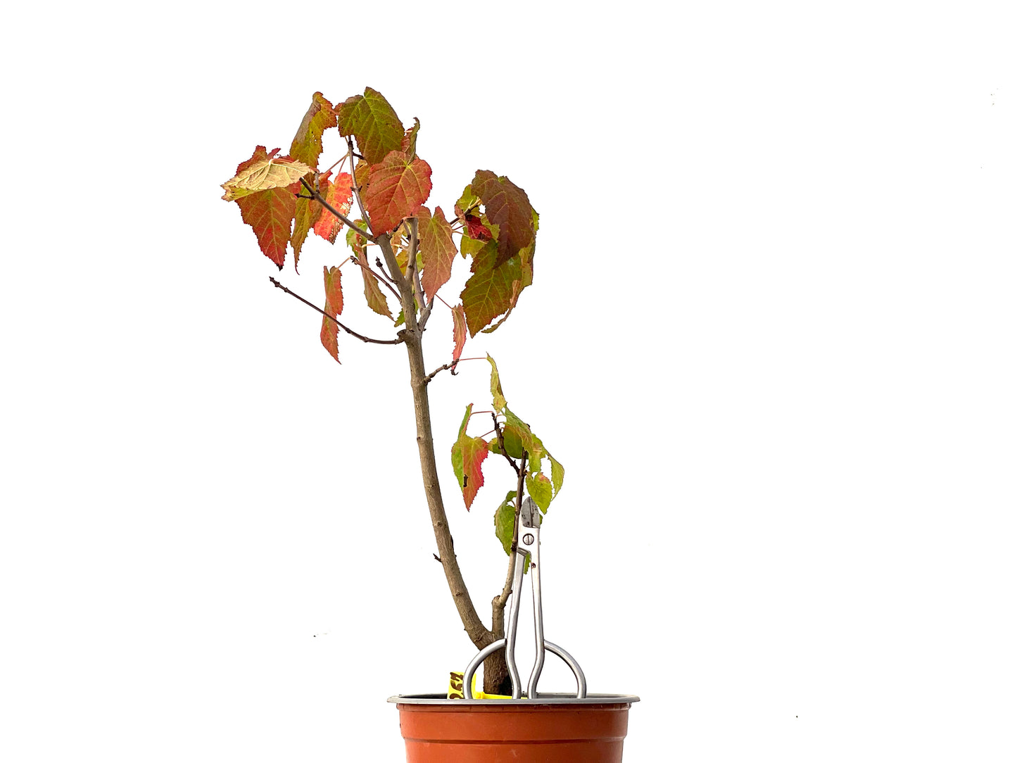 Acer Ginnala 0257