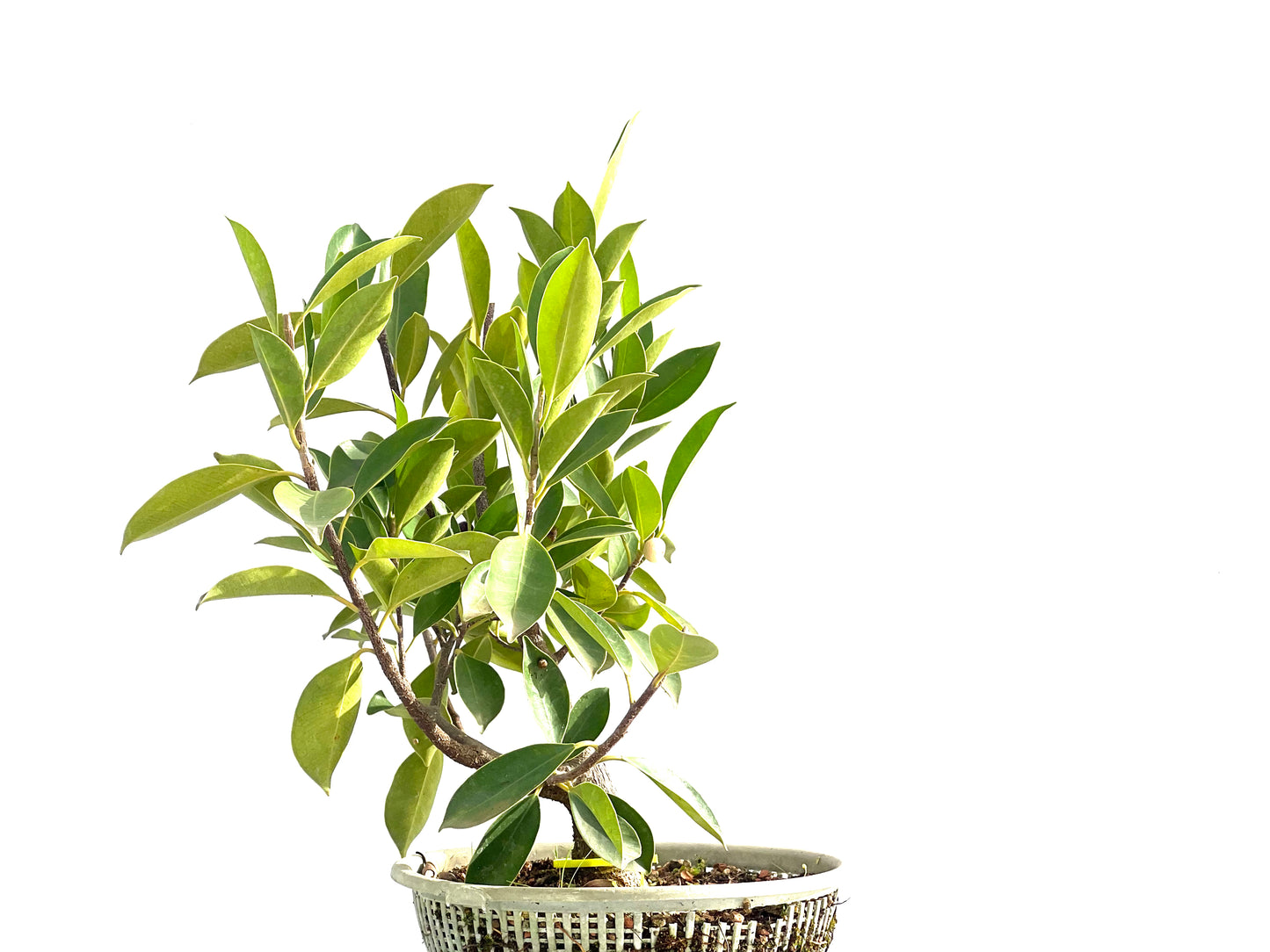 Ficus Retusa 2655