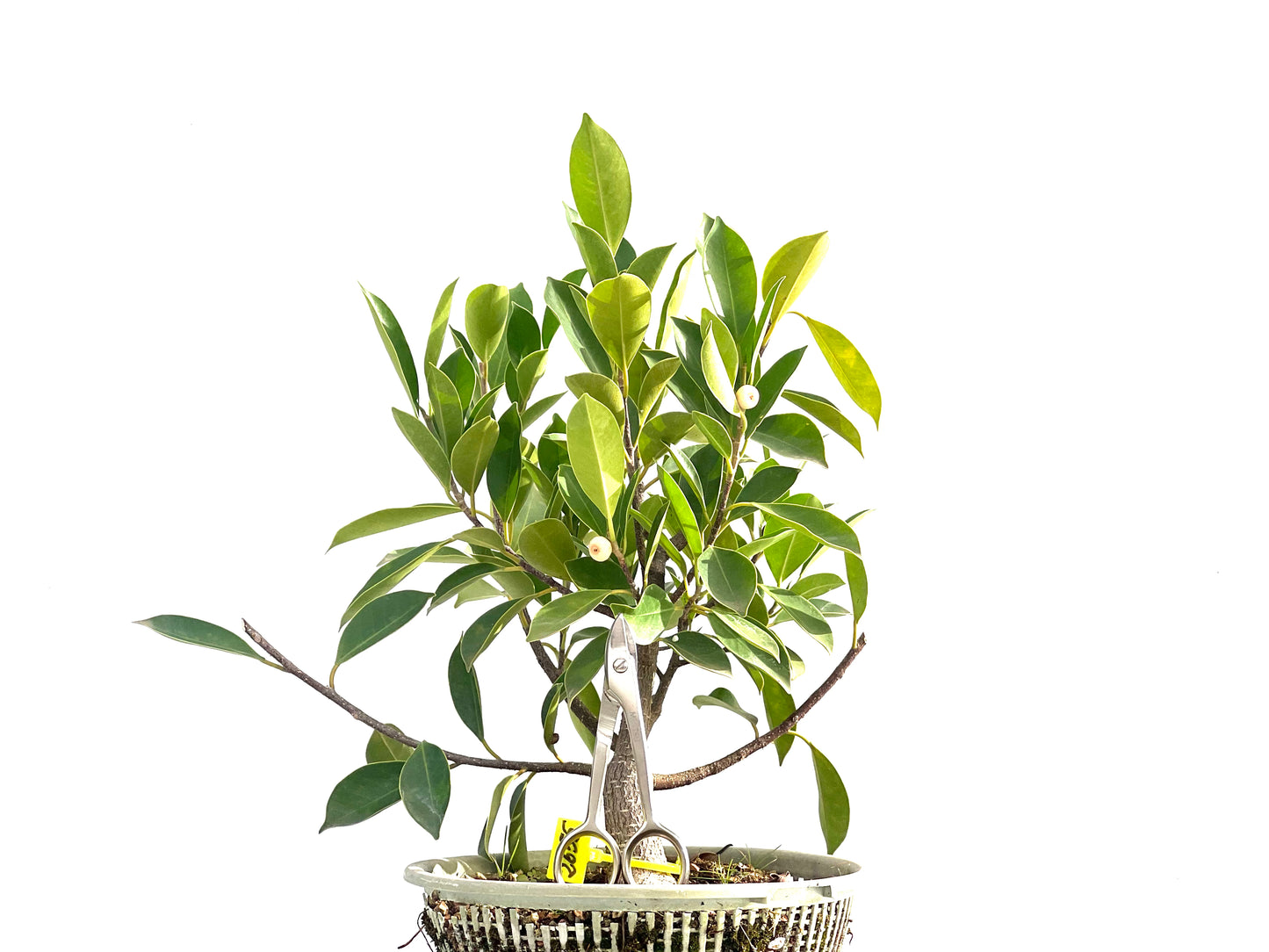 Ficus Retusa 2655