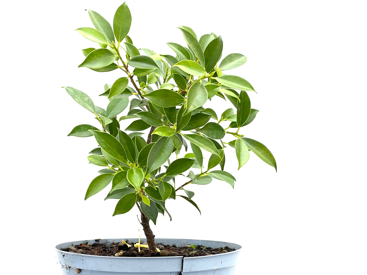 Ficus Tiger Bark 2724