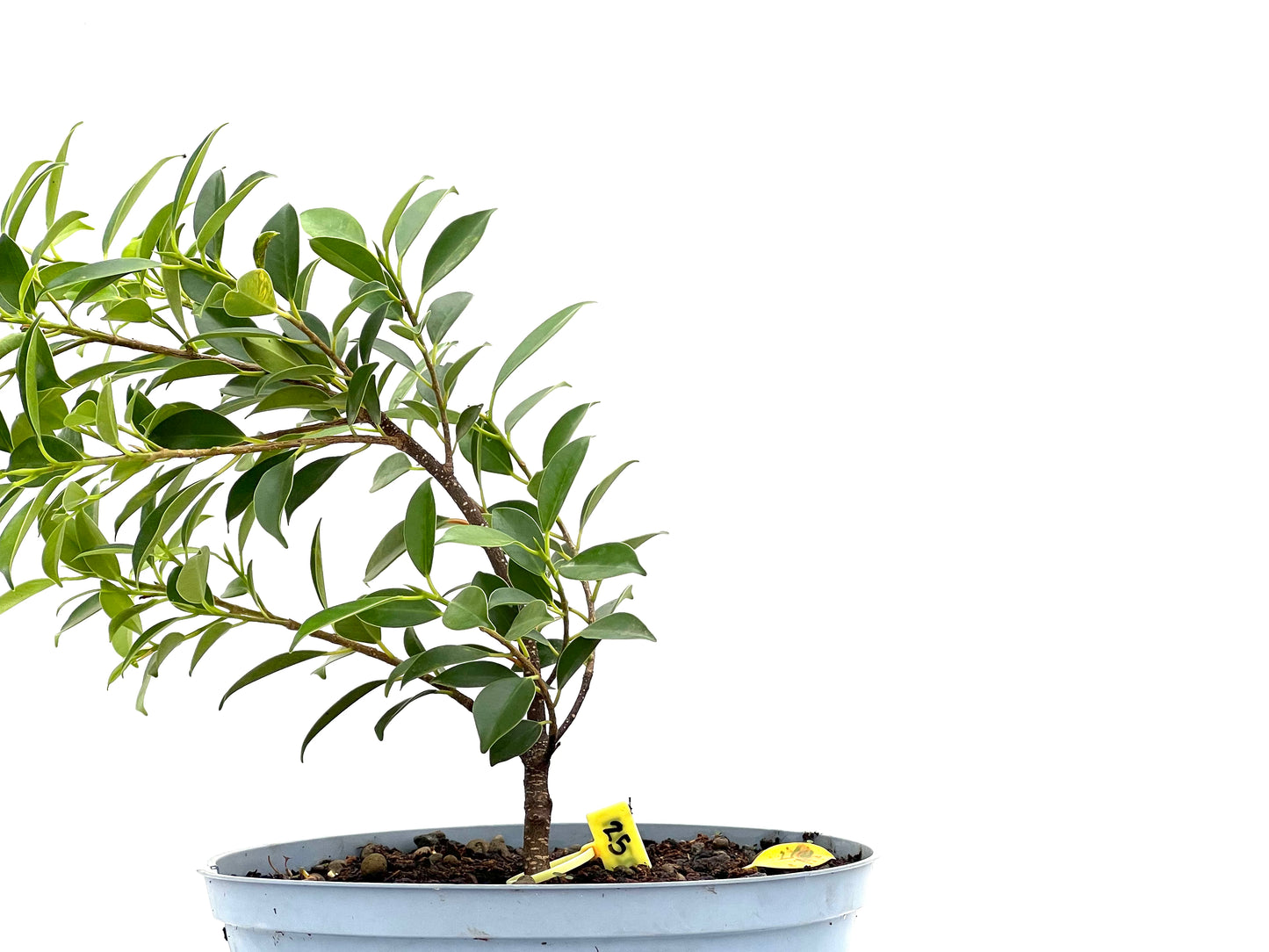 Ficus Tiger Bark 2724