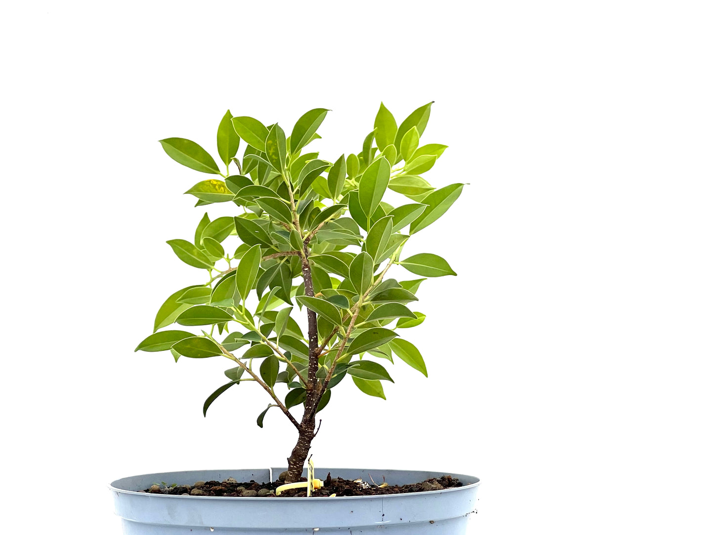 Ficus Tiger Bark 2724