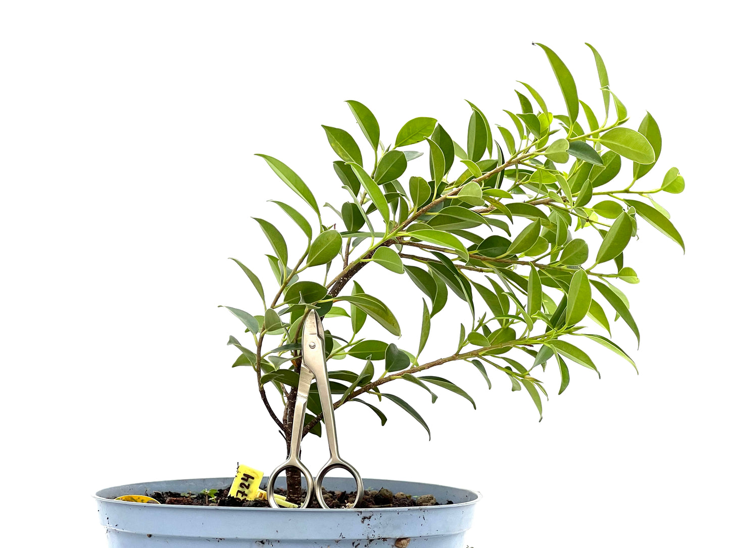Ficus Tiger Bark 2724