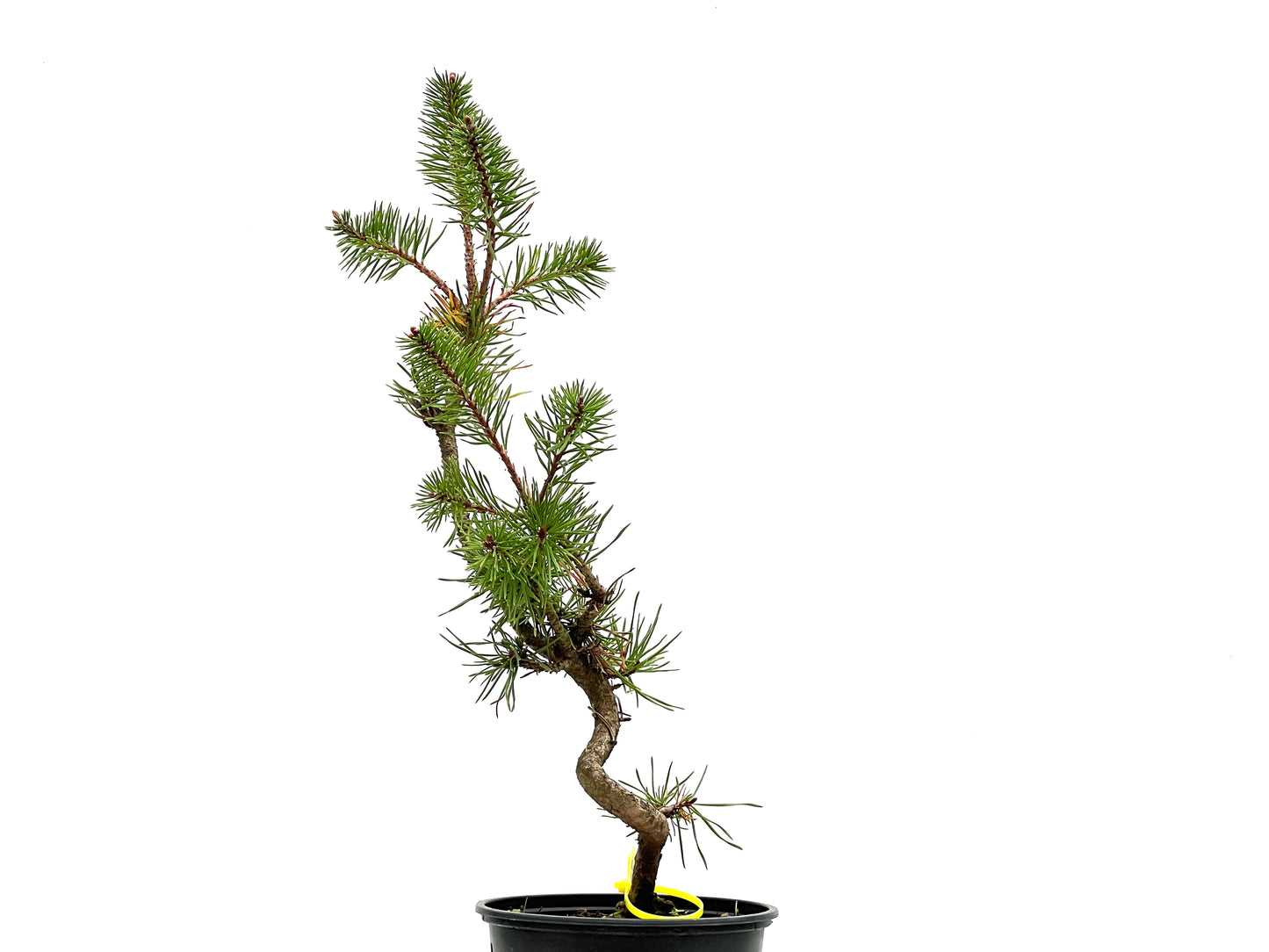 Pinus Sylvestris 2666
