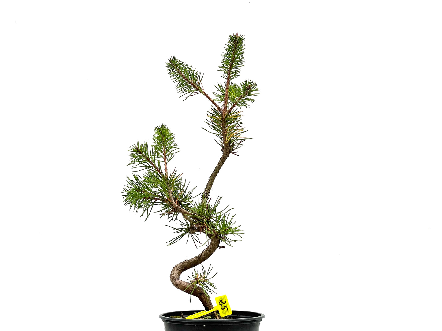 Pinus Sylvestris 2666