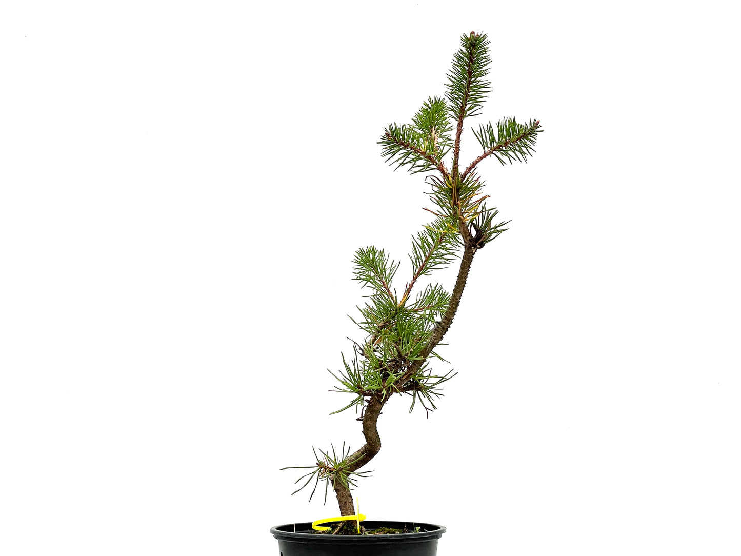 Pinus Sylvestris 2666