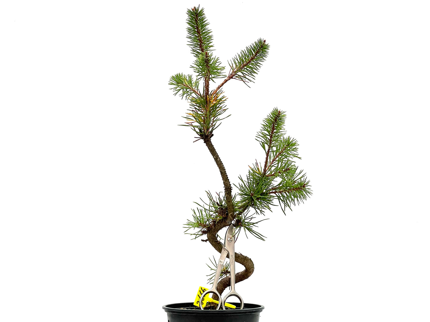 Pinus Sylvestris 2666