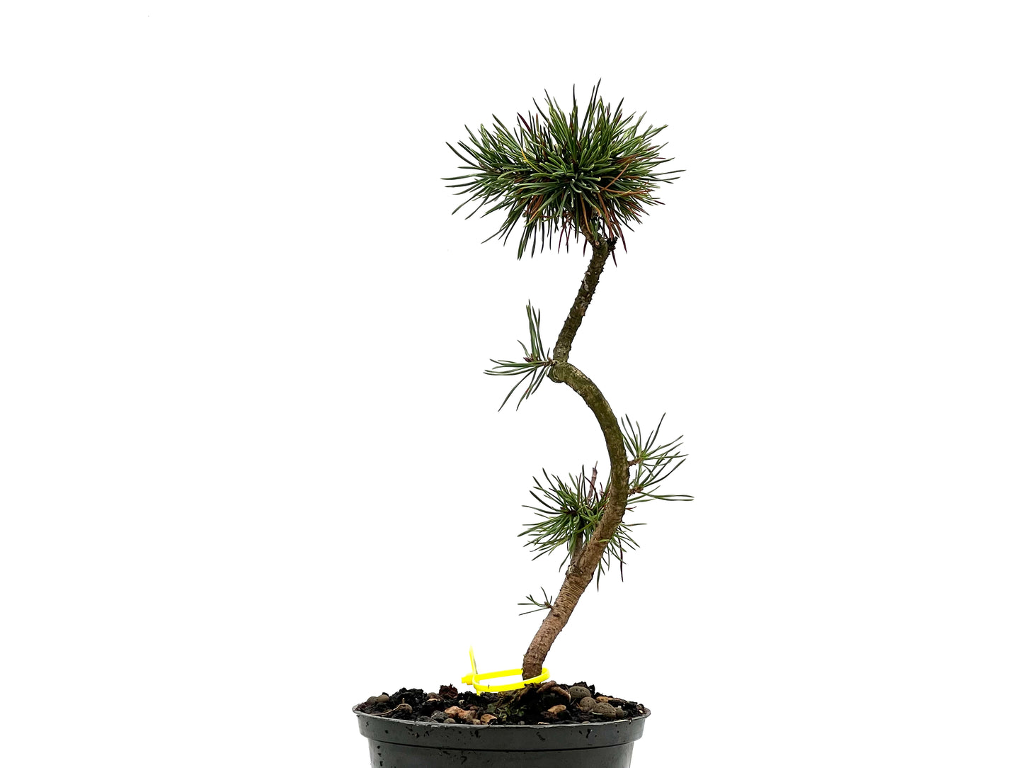 Pinus Sylvestris 2664