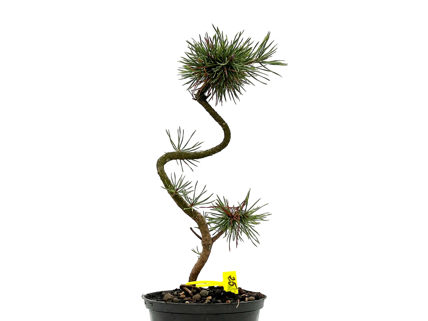 Pinus Sylvestris 2664