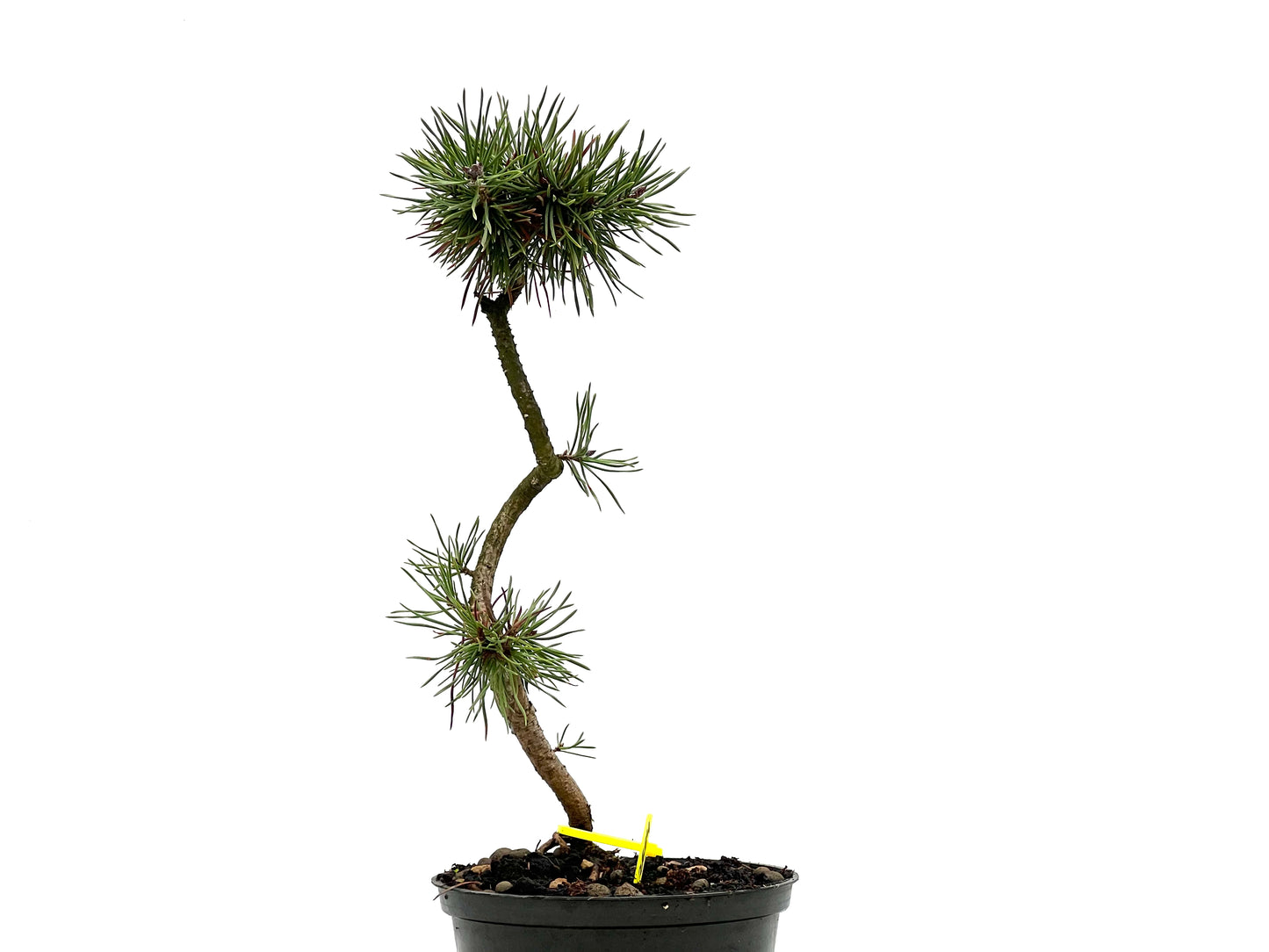 Pinus Sylvestris 2664