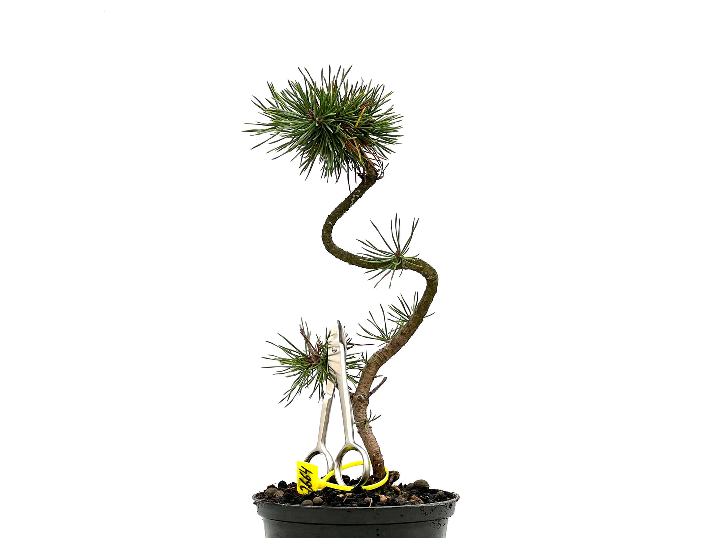 Pinus Sylvestris 2664
