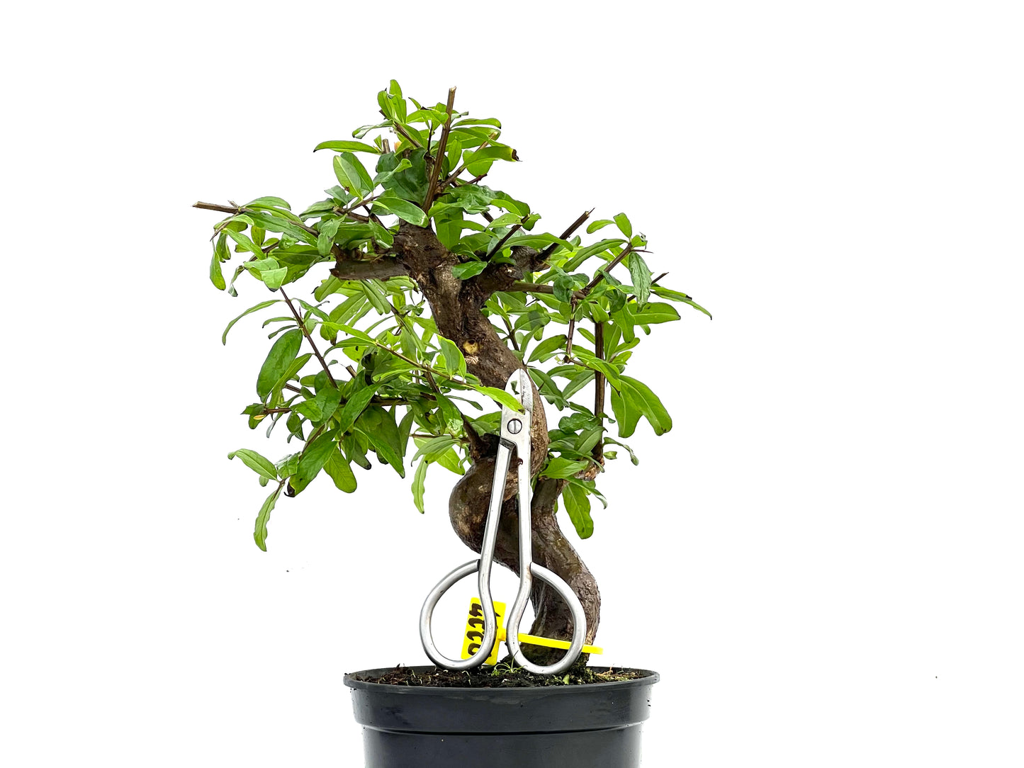 Punica Granatum Nejikan 0227