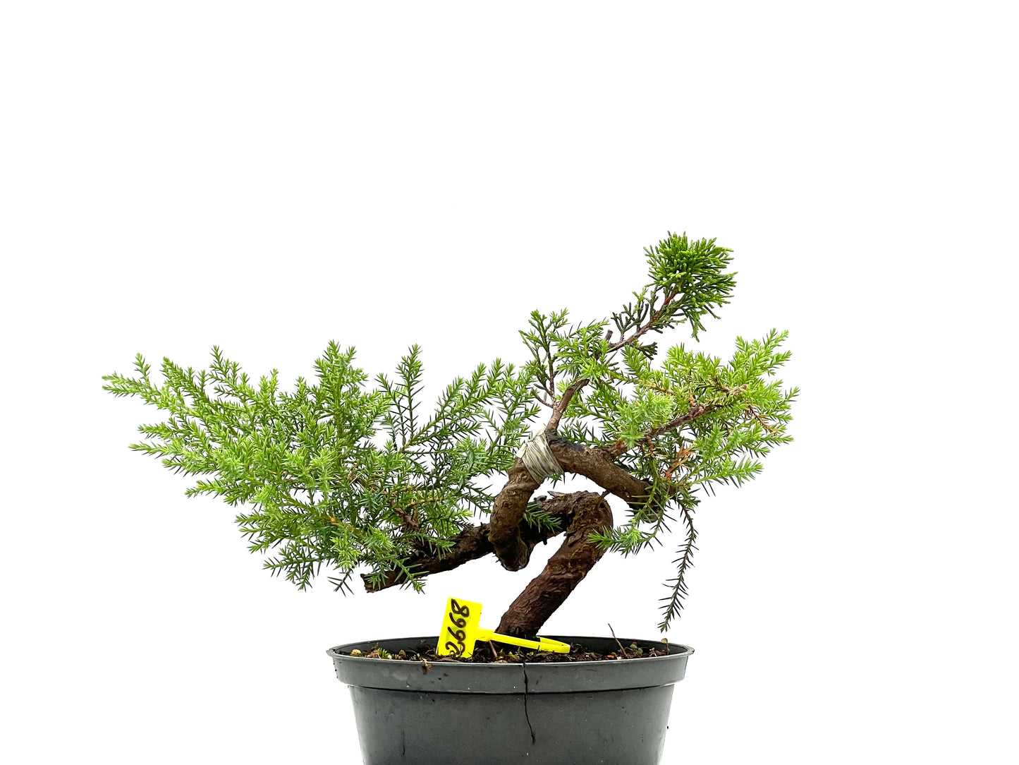 Juniperus 2668