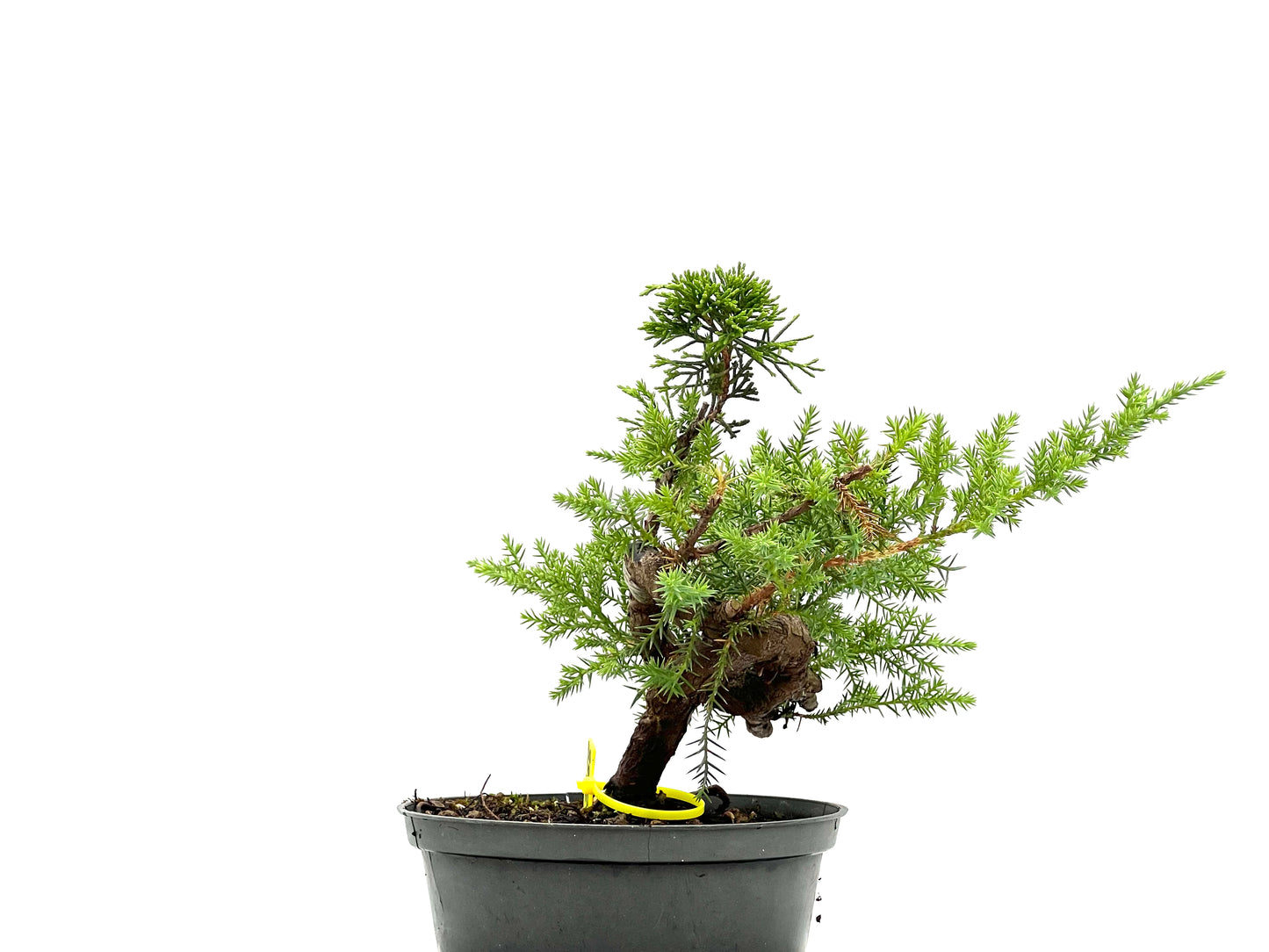 Juniperus 2668