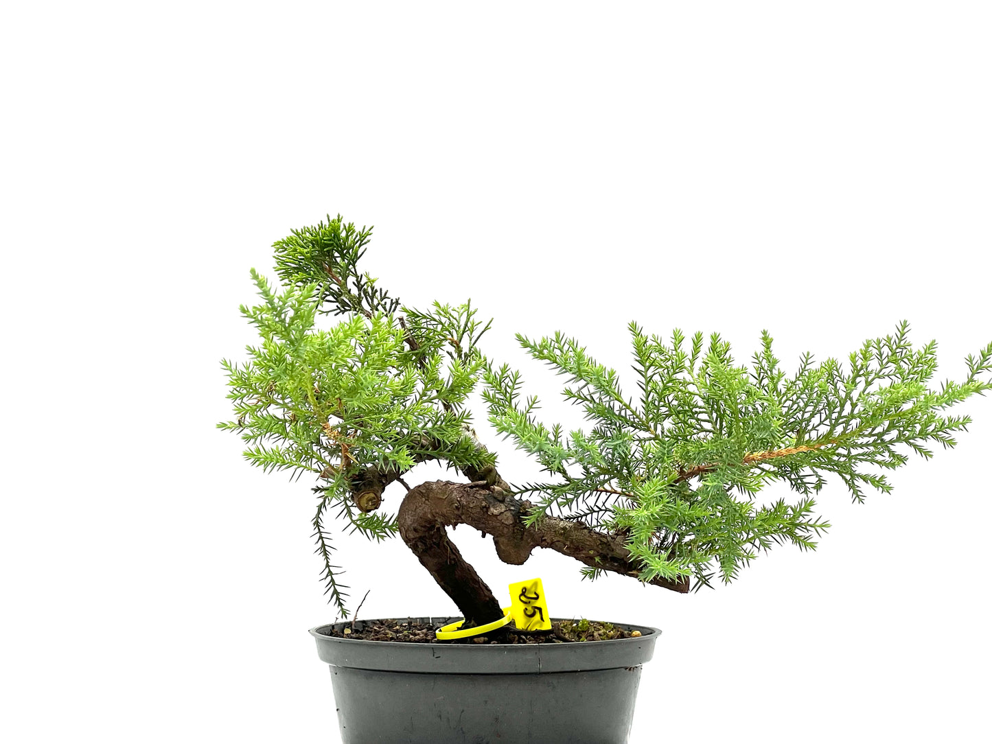 Juniperus 2668