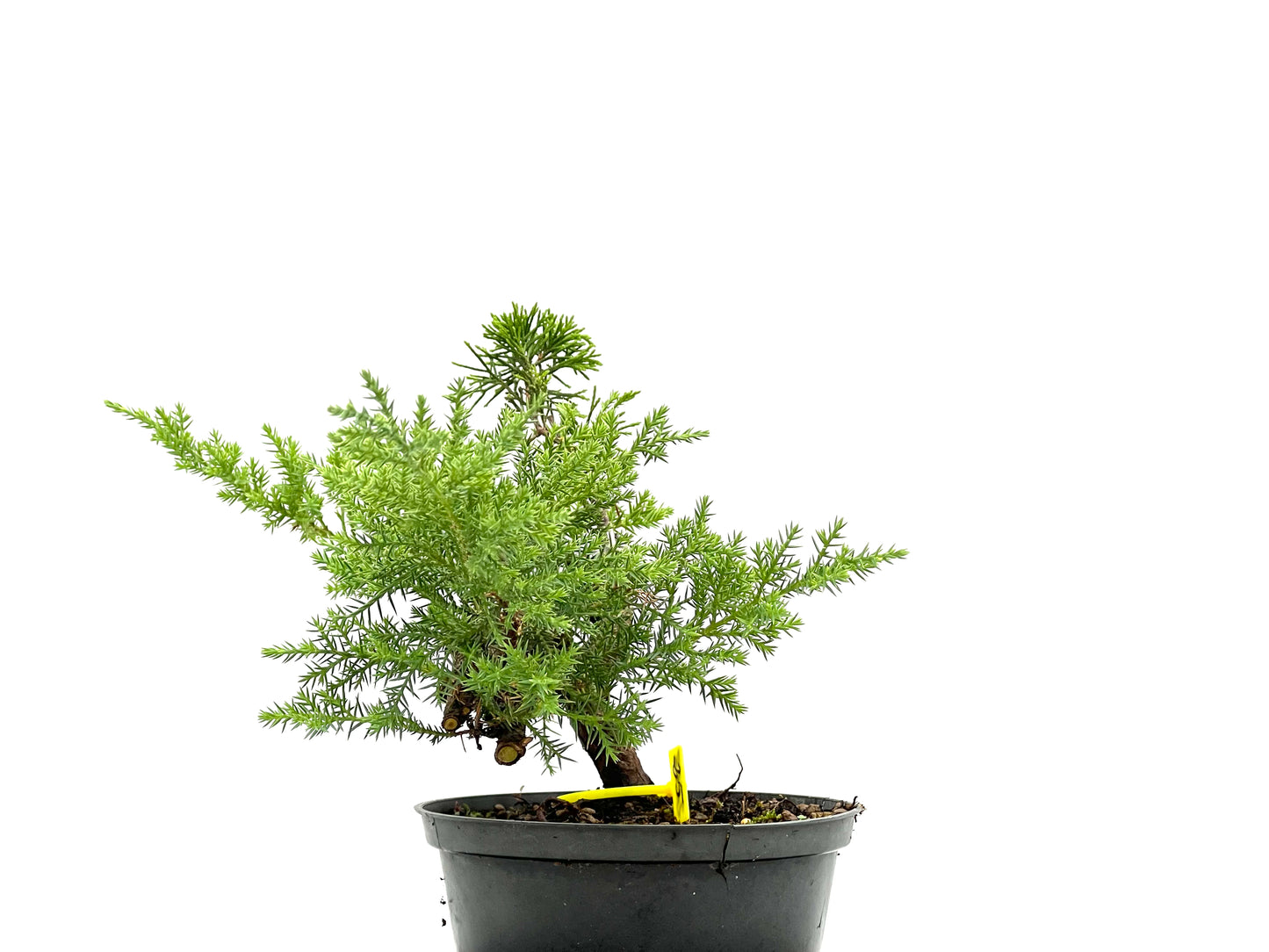 Juniperus 2668