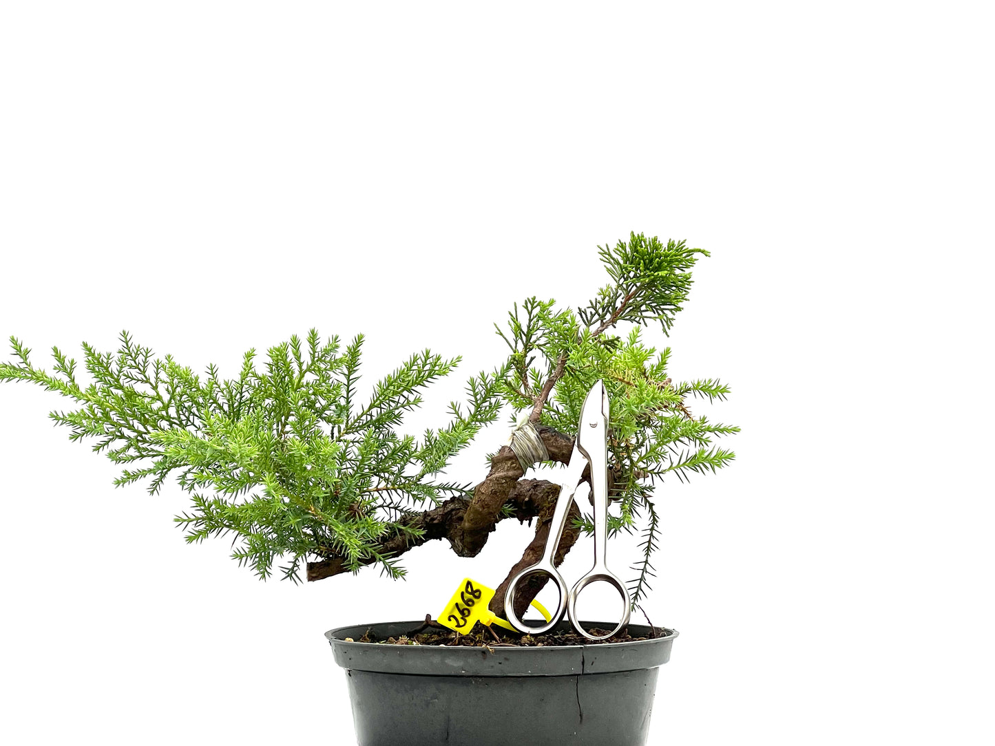 Juniperus 2668