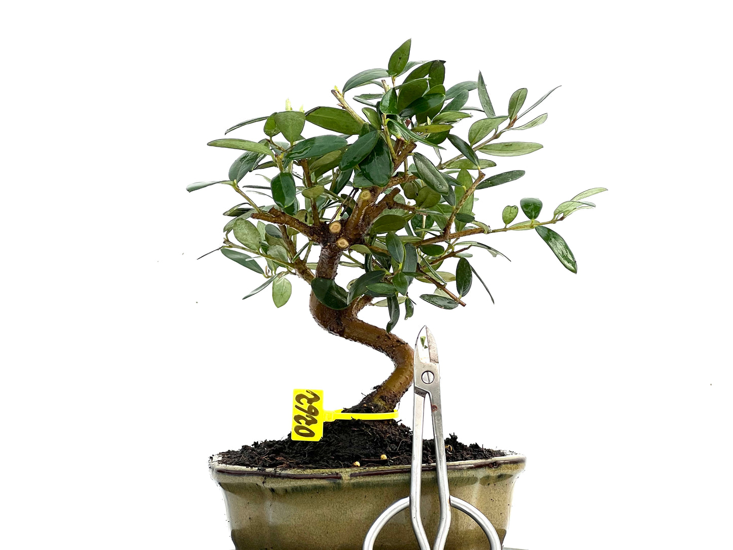 Olea Europaea 0262