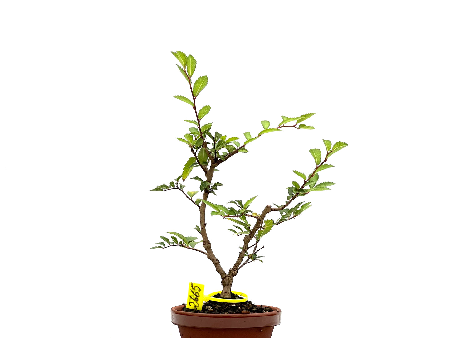 Olmo Nire Keyaki 2665