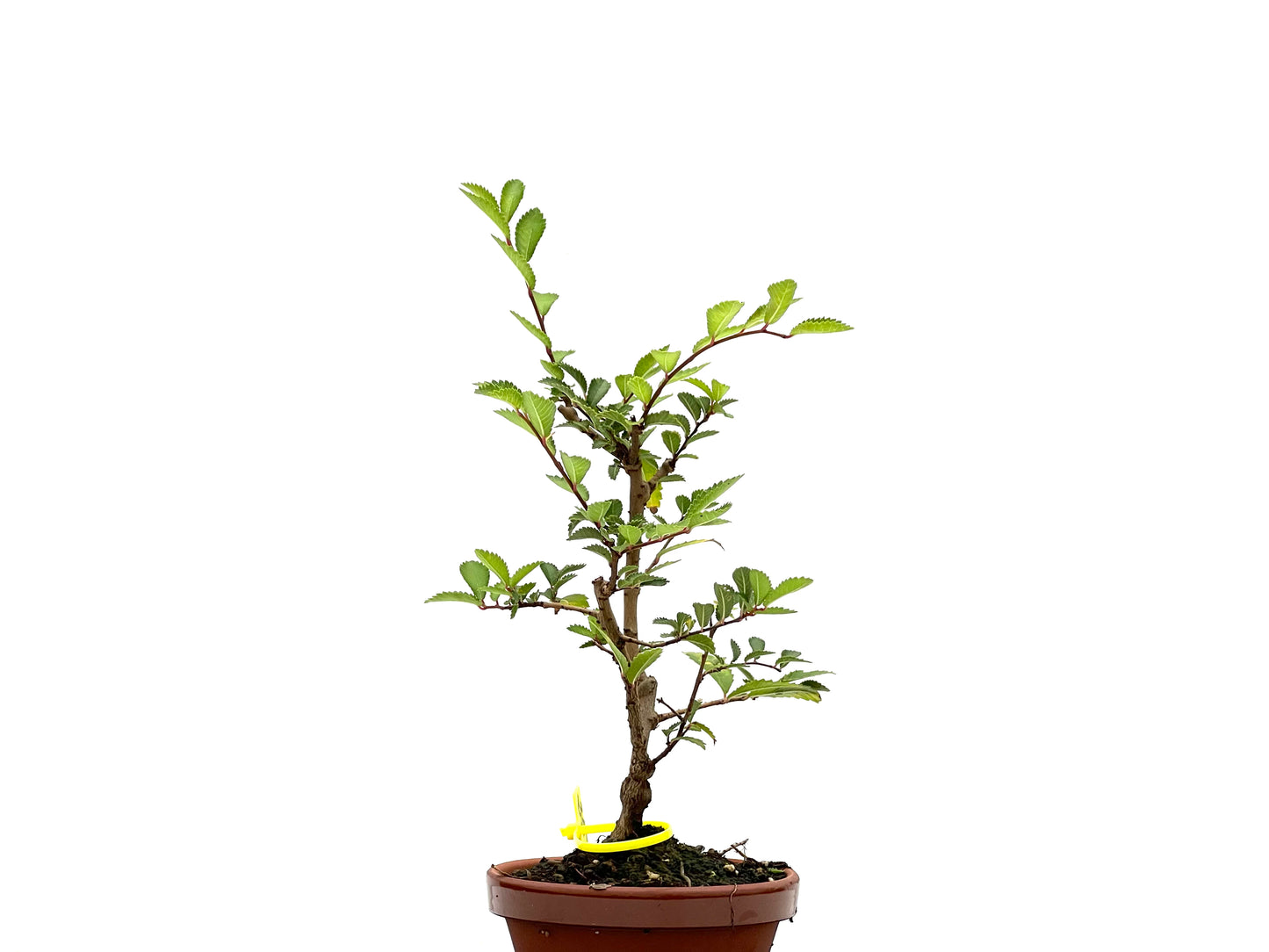 Olmo Nire Keyaki 2665