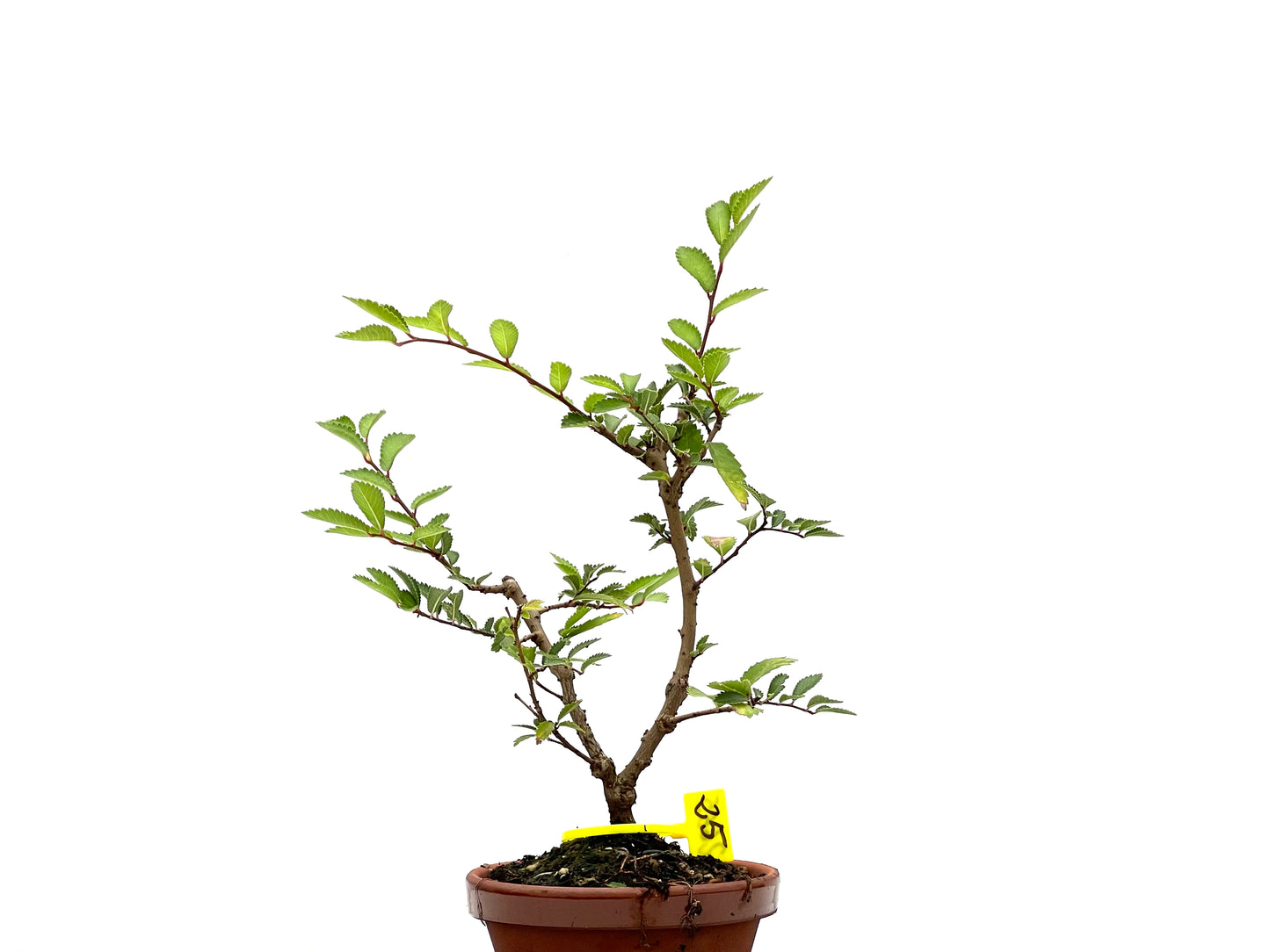 Olmo Nire Keyaki 2665