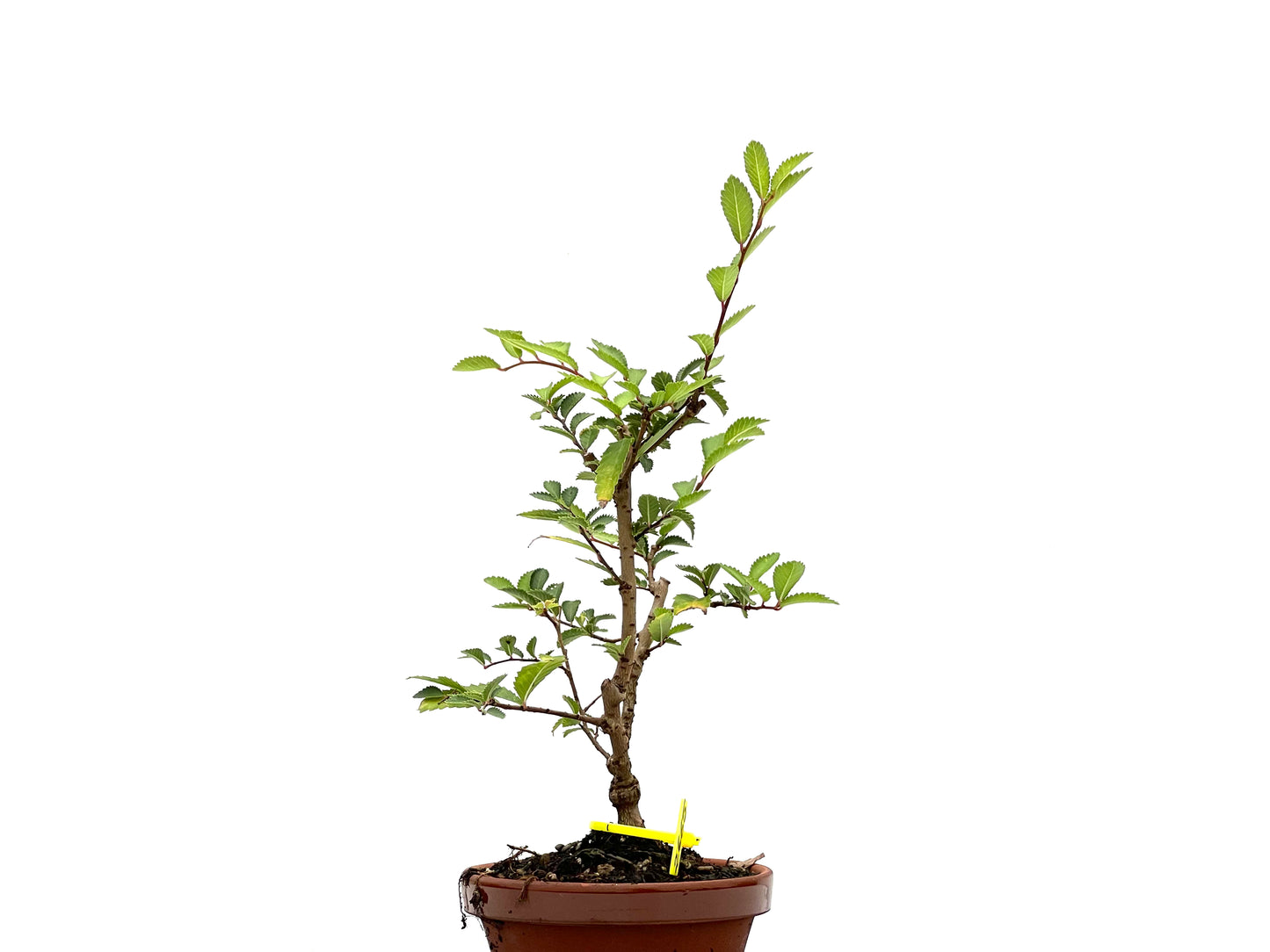 Olmo Nire Keyaki 2665
