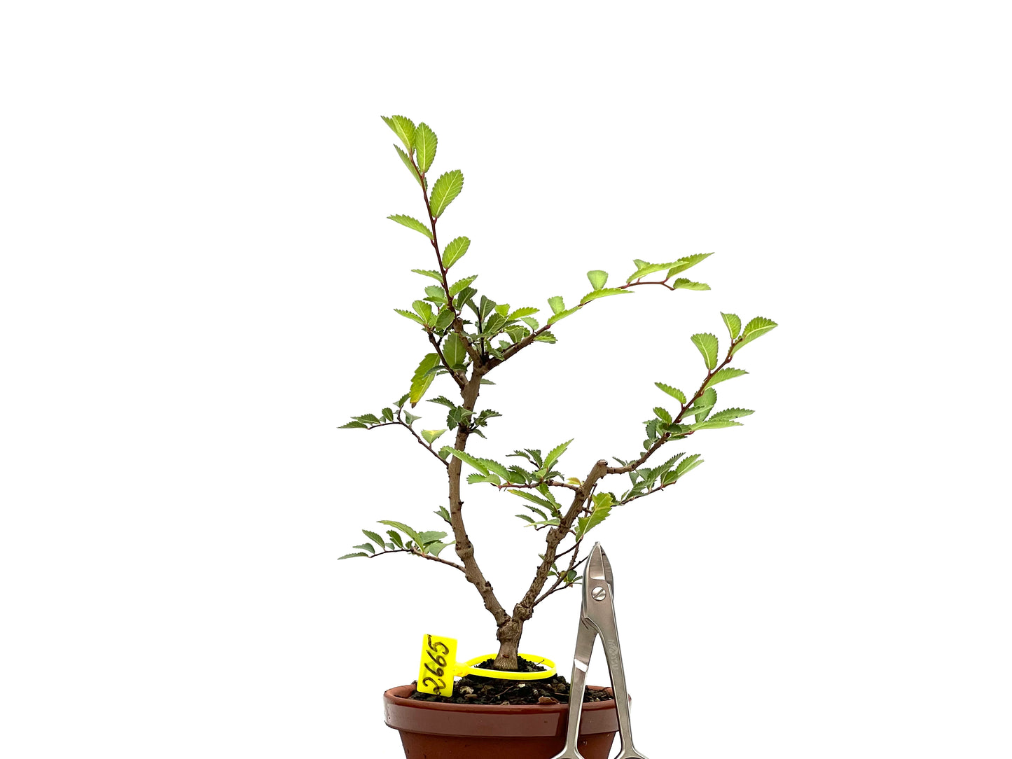 Olmo Nire Keyaki 2665