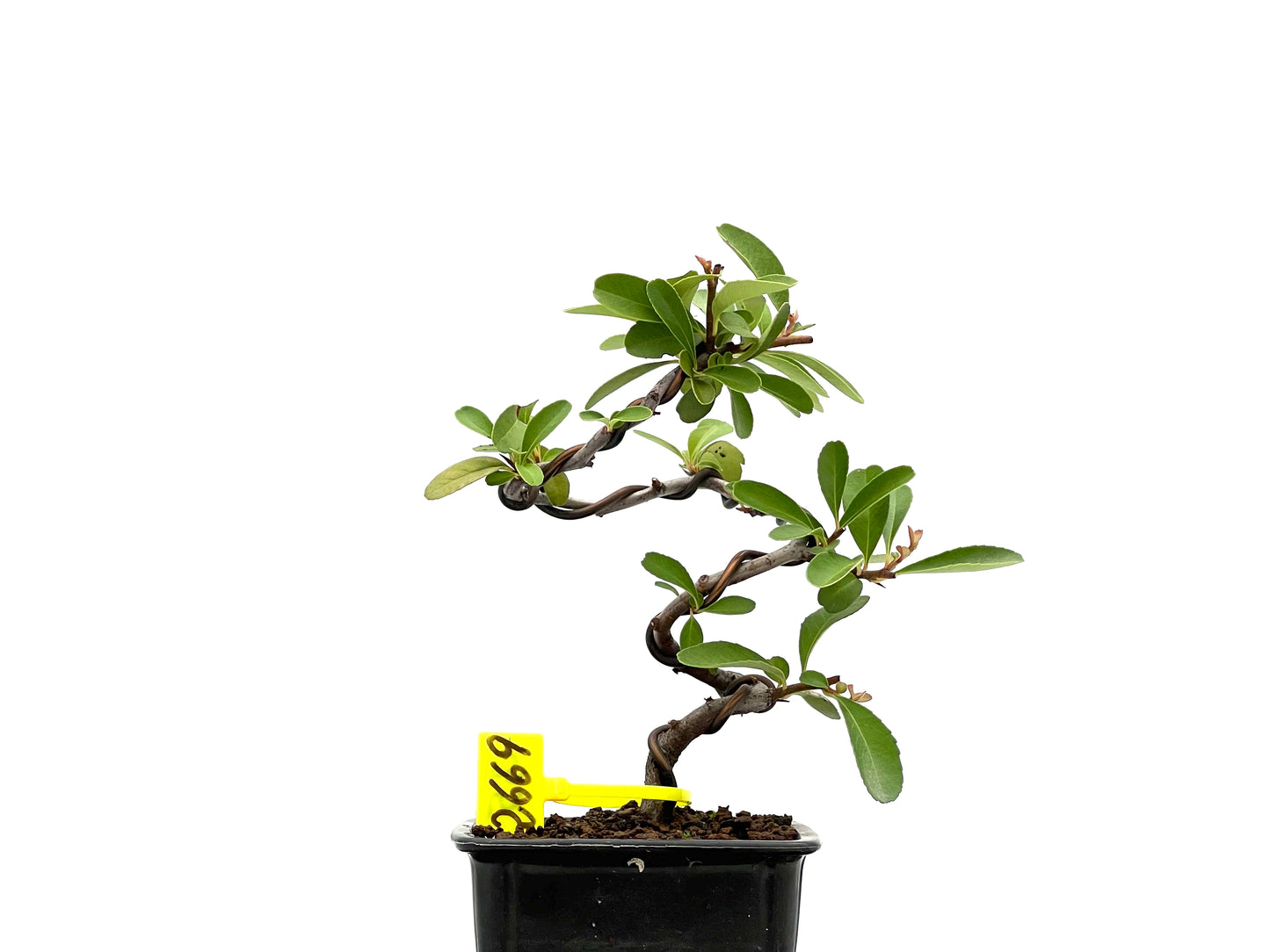 Pyracantha 2669
