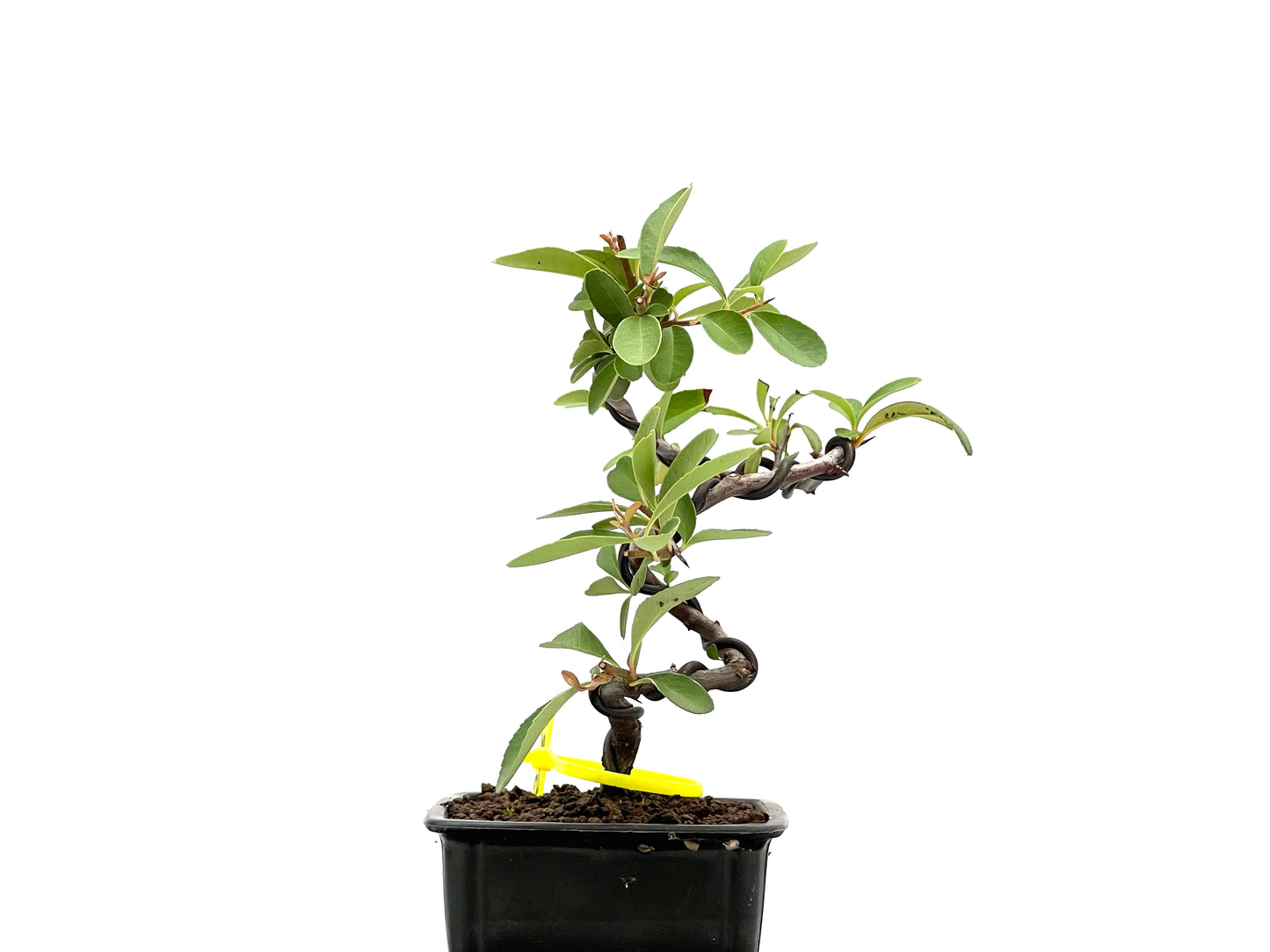 Pyracantha 2669