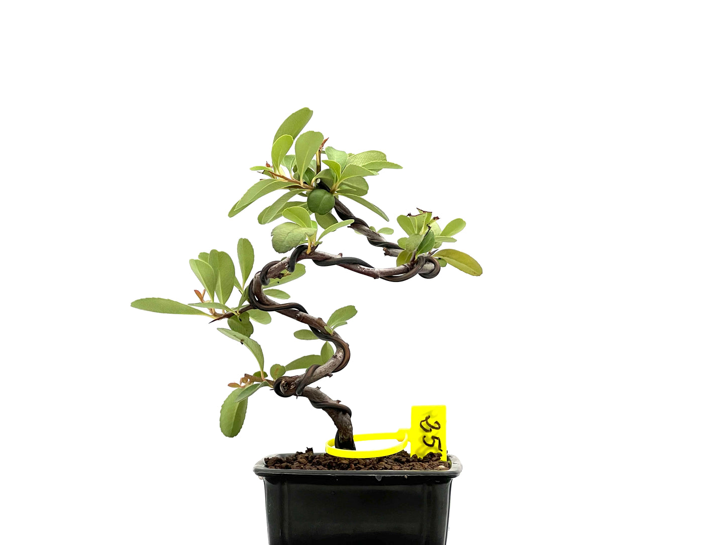 Pyracantha 2669